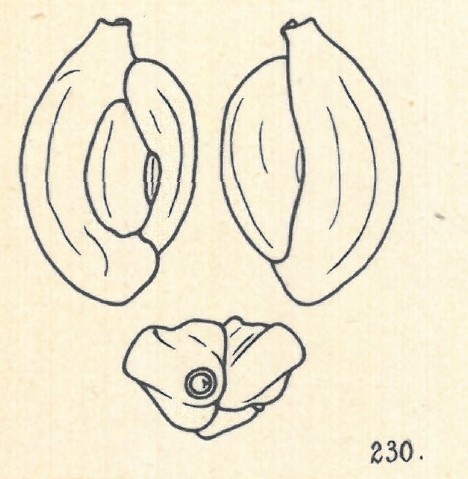 Adelosina duthiersi var. laevigata Wiesner, 1923