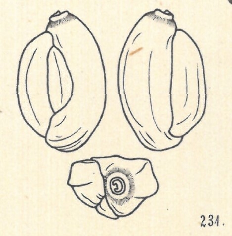 Adelosina duthiersi var. laevigatabrongniartiana Wiesner, 1923