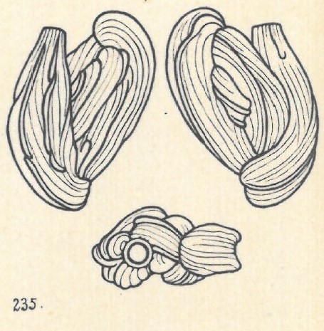 Adelosina duthiersi var. separans Wiesner, 1923