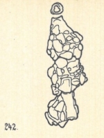 Nodobacularia lapidea Wiesner, 1923