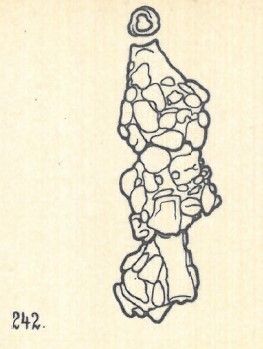 Nodobacularia lapidea Wiesner, 1923