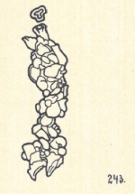 Nodobacularia lapidea Wiesner, 1923