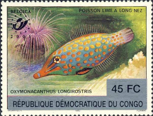 Oxymonacanthus longirostris Oxymonacanthus longirostris