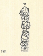 Nodobacularia lapidea var. adhaerens Wiesner, 1923