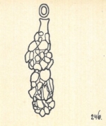 Nodobacularia fusca Wiesner, 1923