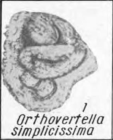 Orthovertella? simplicissima K. Miklukho-Maklay, 1968