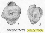 Orthovertella? simplicissima K. Miklukho-Maklay, 1968