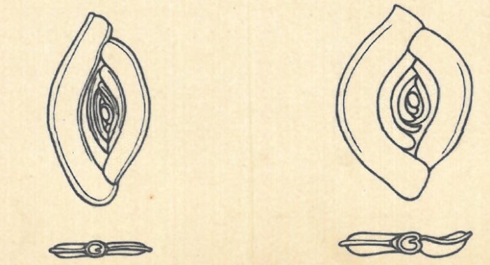 Spiroloculina carinata Wiesner, 1923