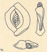 Spiroloculina berthelotiana Wiesner, 1923