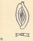 Spiroloculina depressa var. cava Wiesner, 1923
