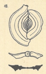 Spiroloculina krumbachi var. limbata Wiesner, 1923