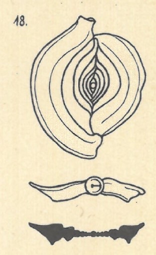 Spiroloculina krumbachi var. limbata Wiesner, 1923