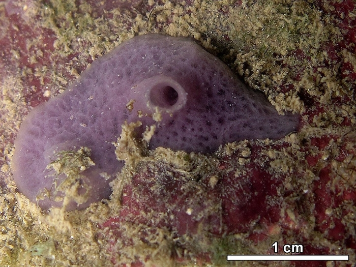 MNRJ 20188 - Haliclona (Reniera) tubifera (George &amp; Wilson, 1919) - Pirambúzios (RN, Brazil)
