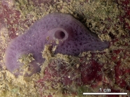 MNRJ 20188 - Haliclona (Reniera) tubifera (George & Wilson, 1919) - Pirambúzios (RN, Brazil)