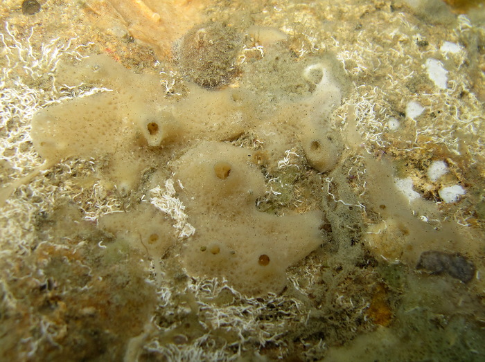 MNRJ 18015 - Haliclona (Reniera) tubifera (George &amp; Wilson, 1919) - São Gonçalo do Amarante (CE, Brazil)