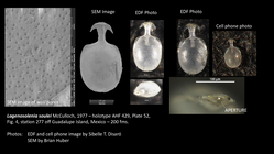 Lagenosolenia soulei HOLOTYPE. Photos taken on 26th March 2025 at NMNH: EDF and cell phone image by Sibelle T. Disaró; SEM by Brian Huber.