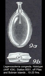 Lagenosolenia congesta McCulloch, 1977 Holotype  drawing