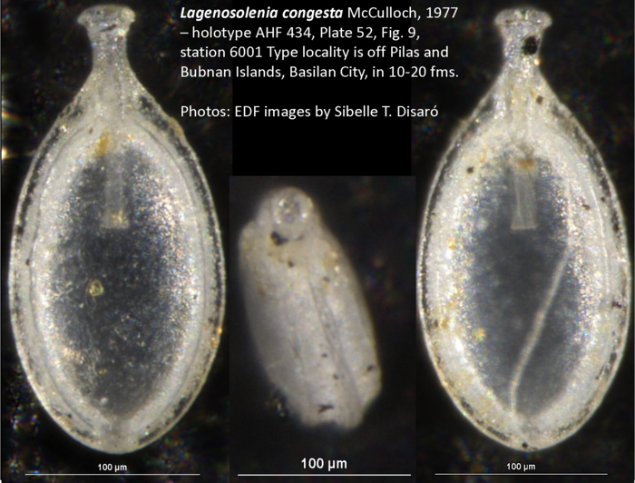 Lateral and apertural views from the Lagenosolenia congesta McCulloch, 1977 holotype