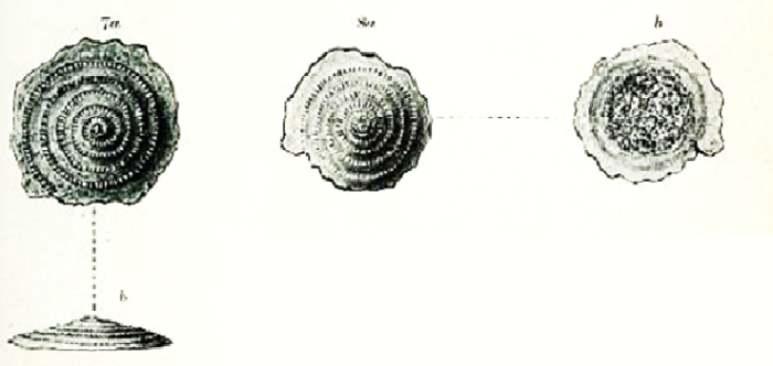 Spirillina ornata Sidebottom, 1908