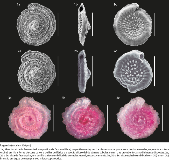 Trocholinopsis ornata (Sidebottom) from the Brazilian continental margin. Scale 100 μm