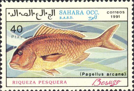 Pagellus acarne Pagellus acarne