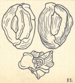 Miliolina bicornis var. bicarinata Wiesner, 1923