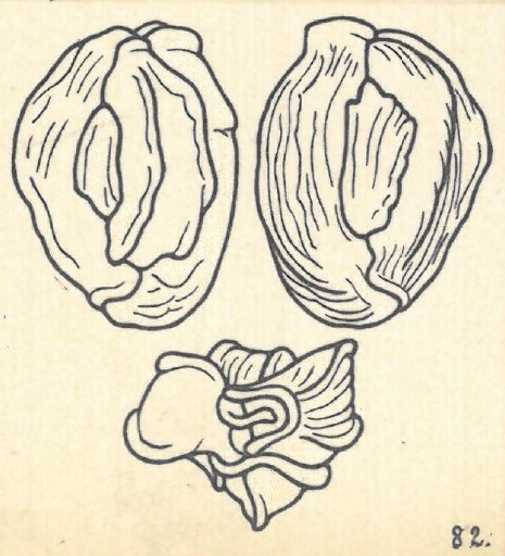 Miliolina bicornis var. bicarinata Wiesner, 1923