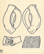 Miliolina goesi Wiesner, 1923