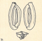 Miliolina schlumbergeri Wiesner, 1923