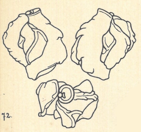 Miliolina berthelotiana var. nodulosa Wiesner, 1923