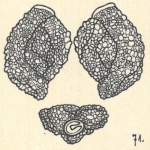 Miliolina agglutinans var. berthelotiana Wiesner, 1923