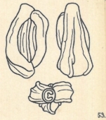 Miliolina tricarinella Wiesner, 1923