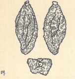 Miliolina celata var. contorta Wiesner, 1923