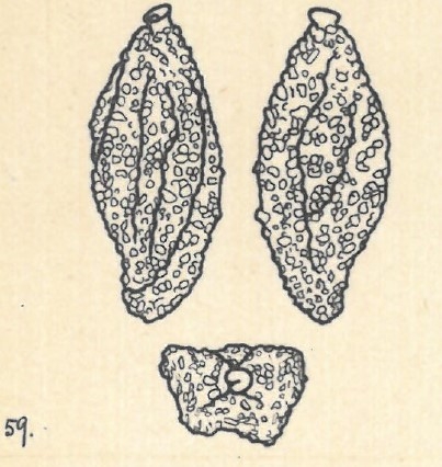 Miliolina celata var. contorta Wiesner, 1923