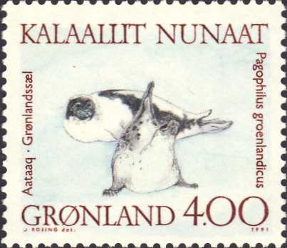 Pagophilus groenlandicus Pagophilus groenlandicus