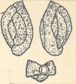 Miliolina aspera var. contorta Wiesner, 1923
