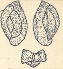 Miliolina aspera var. contorta Wiesner, 1923
