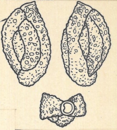 Miliolina aspera var. contorta Wiesner, 1923