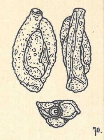 Miliolina aspera var. berthelotiana Wiesner, 1923