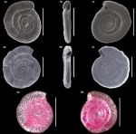 Spirillina grosseperforata Zheng, 1979 from northeast Brazil