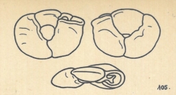 Miliolina disciformis var. trigonina Wiesner, 1923