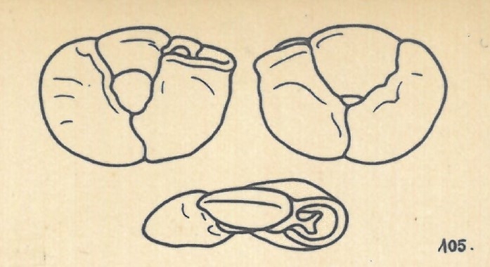 Miliolina disciformis var. trigonina Wiesner, 1923