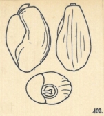Miliolina rotunda var. subcostata Wiesner, 1923