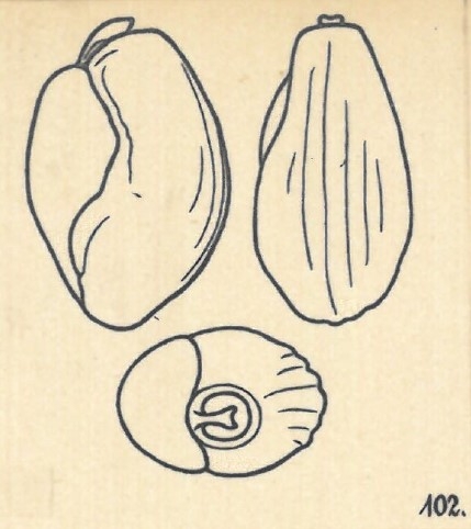 Miliolina rotunda var. subcostata Wiesner, 1923