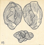 Miliolina bicornis var. angulataundulata Wiesner, 1923