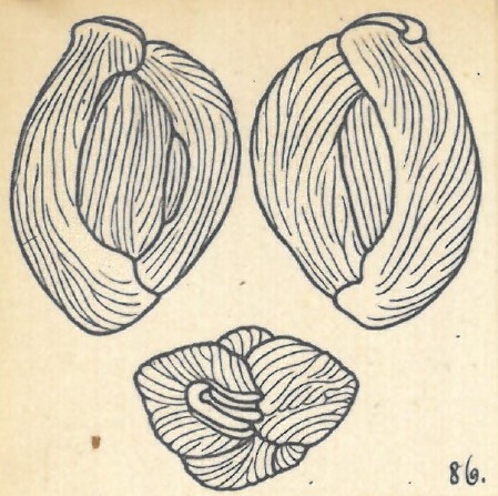 Miliolina bicornis var. angulata Wiesner, 1923