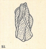 Miliolina variolata var. tricarinata Wiesner, 1923