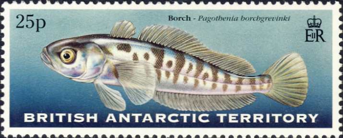 Pagothenia borchgrevinki