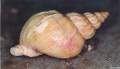 Mollusca (molluscs)