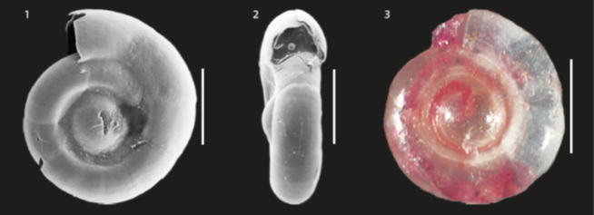 Cornuspira planorbis Schultze, 1854  from Northeast Brazil